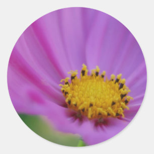Blommigtens fästmärke runt klistermärke