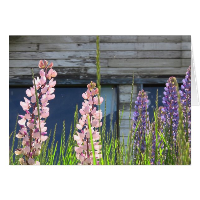 Blommigtens fotokort OBS kort (Framsidan Horizontal)