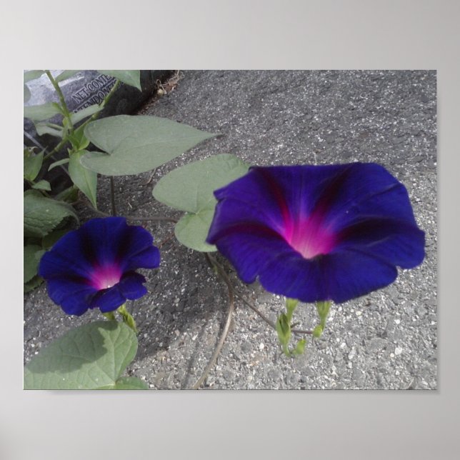 Blommigtens värde Poster Pappert (Framsidan)