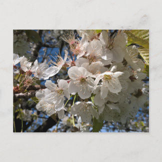 Blommigtens vykort med vita blommor