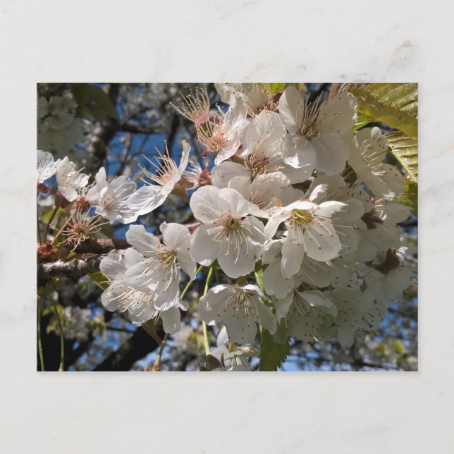 Blommigtens vykort med vita blommor (Framsida)