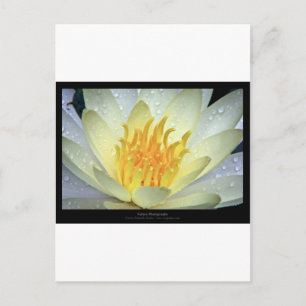 Blommor 061 White Vatten Lily Vykort