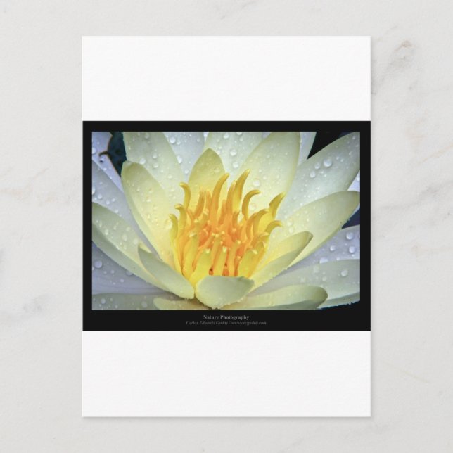 Blommor 061 White Vatten Lily Vykort (Framsida)