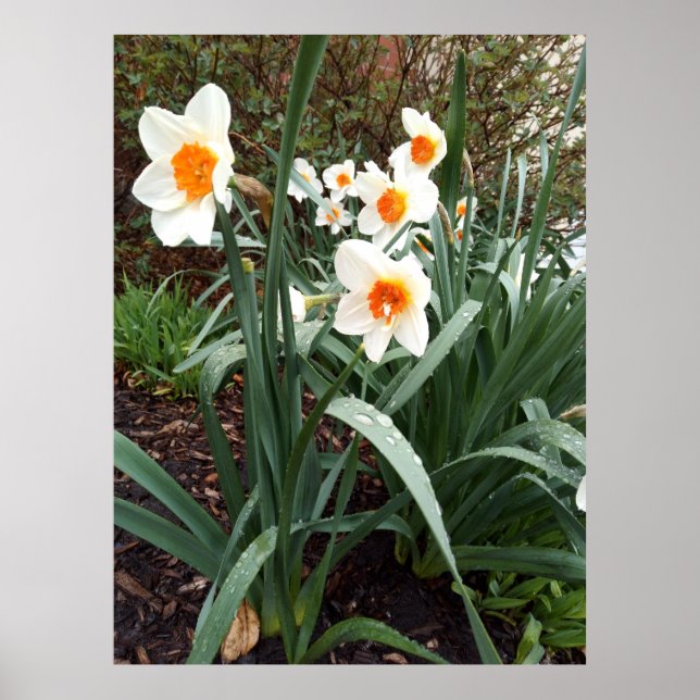 blommor 1 poster (Framsidan)