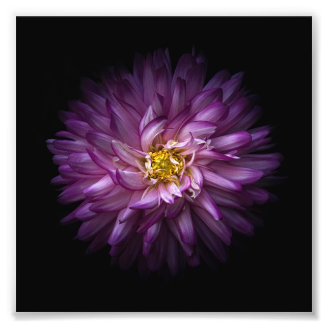 Blommor 20 fototryck (Framsidan)