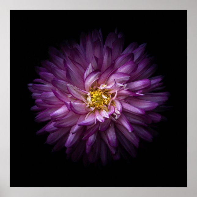 Blommor 20 poster (Framsidan)