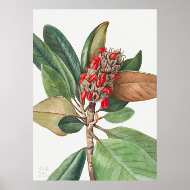 Blommor 2 poster (Framsidan)