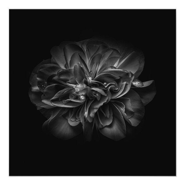 Blommor 67 BW Fototryck (Framsidan)