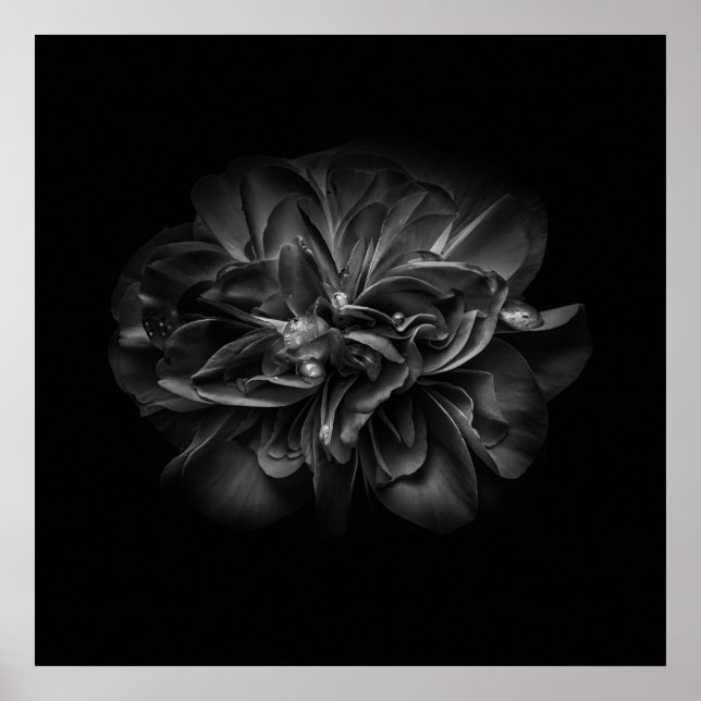 Blommor 67 BW Poster (Framsidan)