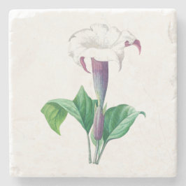 Blommor: A006 Thorn Apple - Stenunderlägg