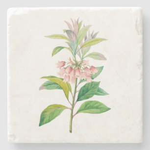 Blommor: A013 Redvein Enkianthus - Stenunderlägg