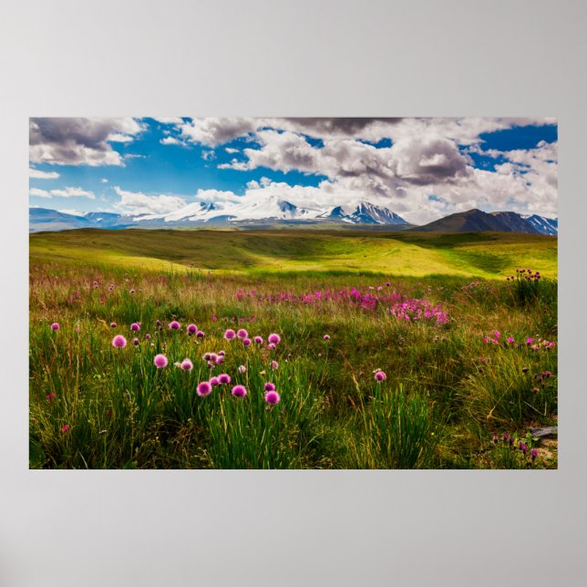 Blommor | Altai Mountain, Sibirien, Ryssland Poster (Framsidan)