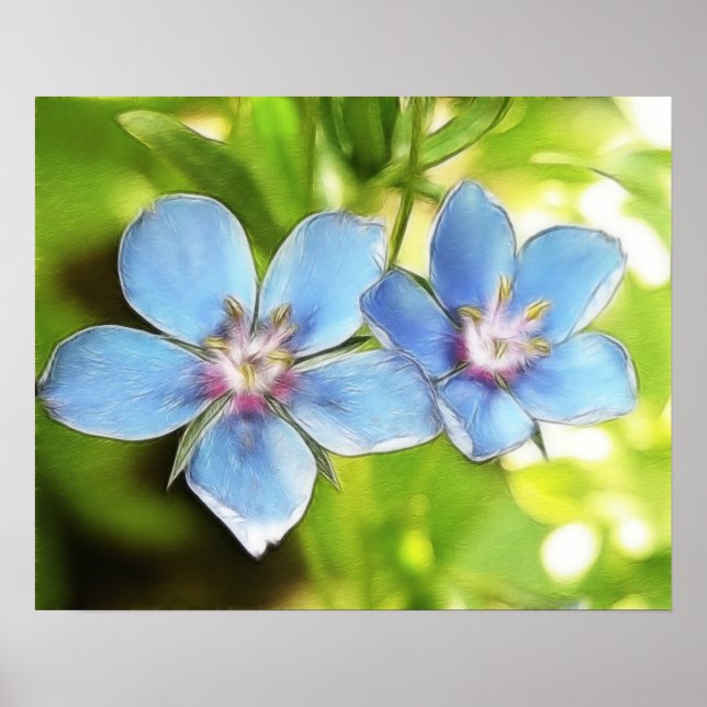 Blommor (Anagallis monelli) Poster (Framsidan)
