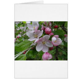 Blommor Apple Blommar Rosa Mönster Art Hälsningskort