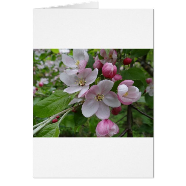 Blommor Apple Blommar Rosa Mönster Art Hälsningskort (Framsidan)