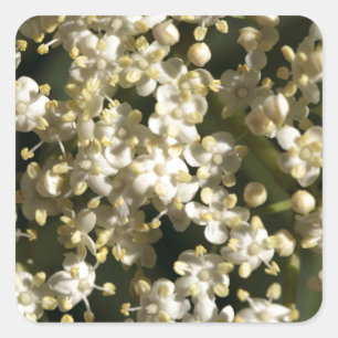 Blommor av barrbär (Sambucus nigra) Fyrkantigt Klistermärke