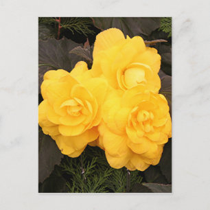 Blommor av begonia gult vykort