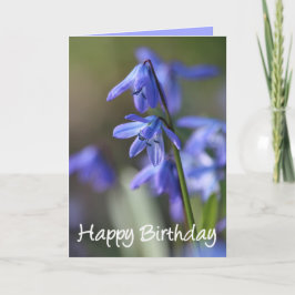 Blommor av blå Scilla siberica (Wood Squill) Kort