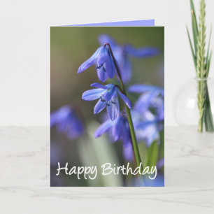 Blommor av blå Scilla siberica (Wood Squill) Kort