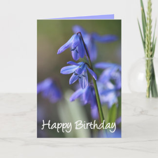 Blommor av blå Scilla siberica (Wood Squill) Kort