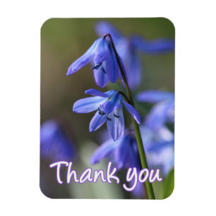 Blommor av blå Scilla siberica (Wood Squill) Magnet