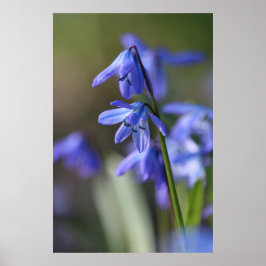 Blommor av blå Scilla siberica (Wood Squill) Poster