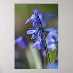 Blommor av blå Scilla siberica (Wood Squill) Poster