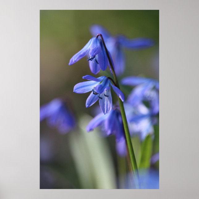 Blommor av blå Scilla siberica (Wood Squill) Poster (Framsidan)