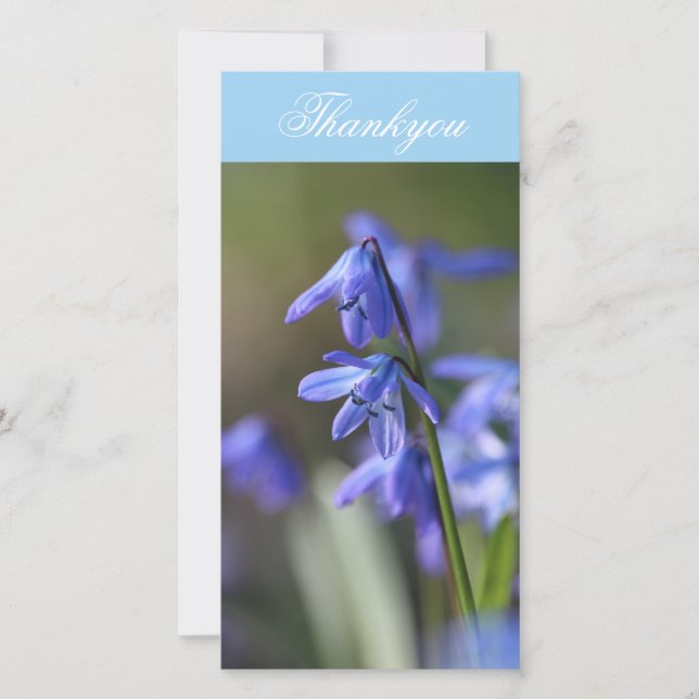 Blommor av blå Scilla siberica (Wood Squill) Tack Kort (Framsida)