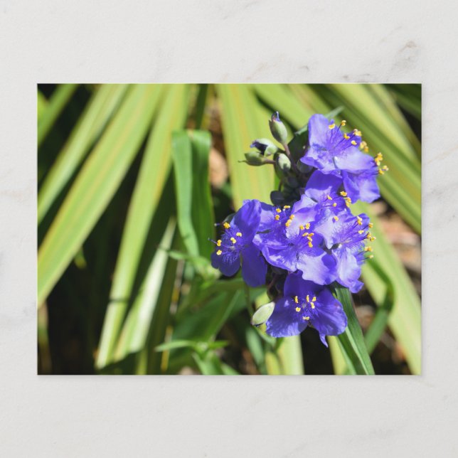 Blommor av brant Spiderwort Vykort (Framsida)