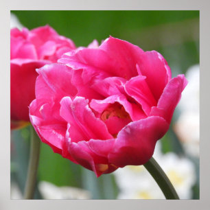 Blommor av Bright Rosa Tulip Poster