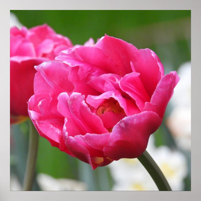 Blommor av Bright Rosa Tulip Poster (Framsidan)
