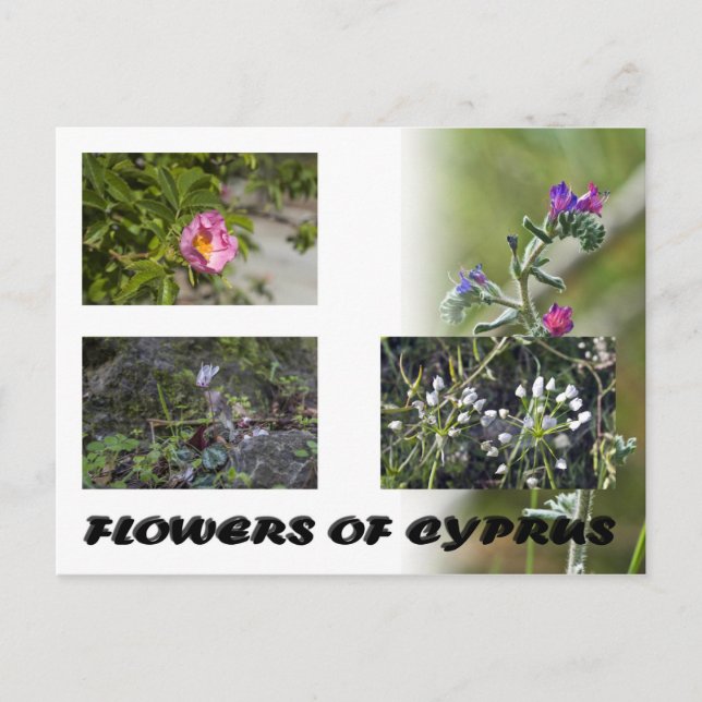 blommor av cyprus-vykort vykort (Framsida)