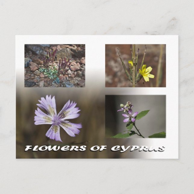 blommor av cyprus-vykort vykort (Framsida)