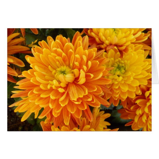 Blommor av den Longwood trädgården Hälsningskort (Framsidan Horizontal)