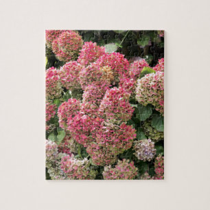 Blommor av en franskvanlig hortensia (vanlig pussel