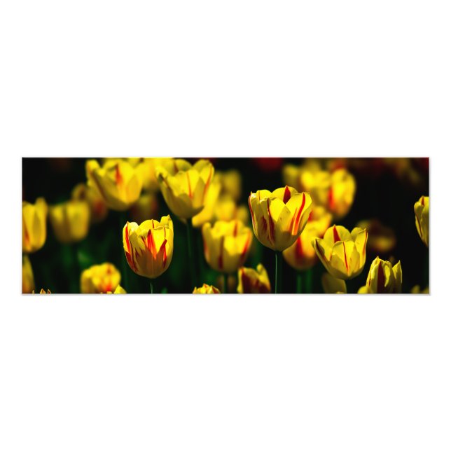 Blommor av gult fototryck (Framsidan)