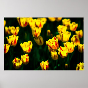 Blommor av gult poster