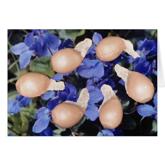 Blommor av Gult Violet (Viola papilionacea) Hälsningskort (Framsidan Horizontal)