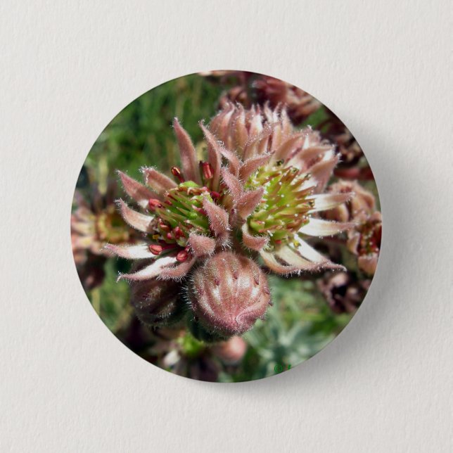 Blommor av hen och chick (Sempervivum) Knapp (Framsida)