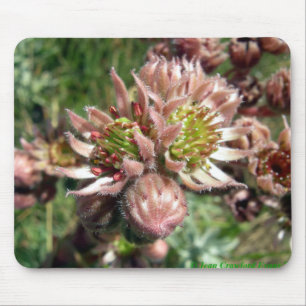 Blommor av hen och chick (Sempervivum) Musmatta
