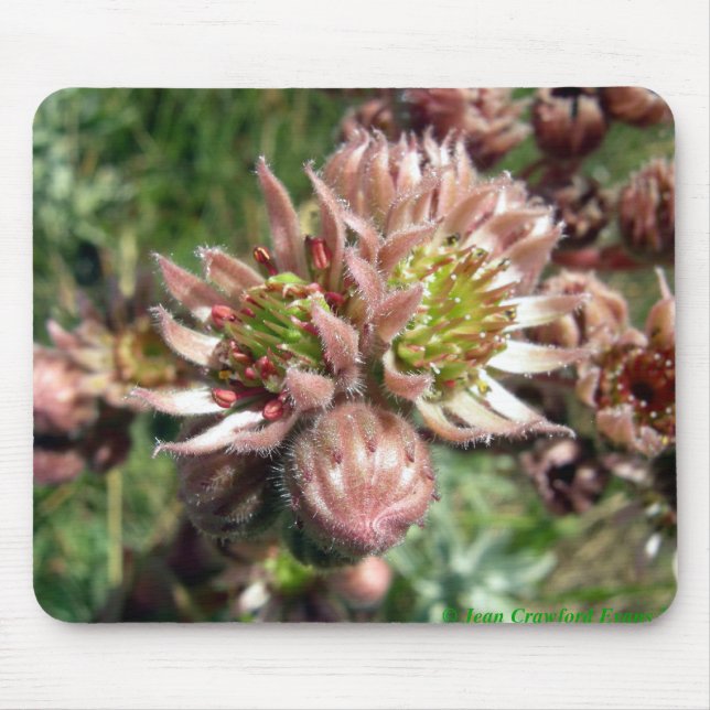 Blommor av hen och chick (Sempervivum) Musmatta (Framsidan)