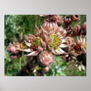 Blommor av hen och chick (Sempervivum) Poster
