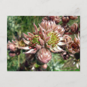 Blommor av hen och chick (Sempervivum) Vykort