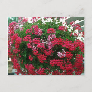 Blommor av Ivy Geranium (Pelargonium Peltatum) Vykort