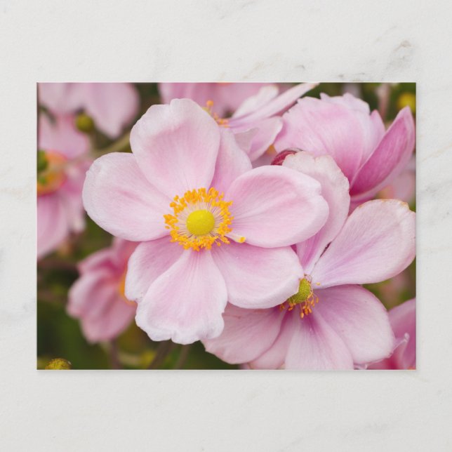 Blommor av japanemon vykort (Framsida)