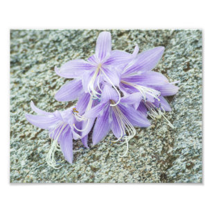 blommor av lavender hosta i fullt-blomman fototryck