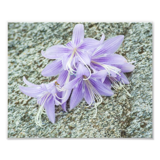 blommor av lavender hosta i fullt-blomman fototryck (Framsidan)