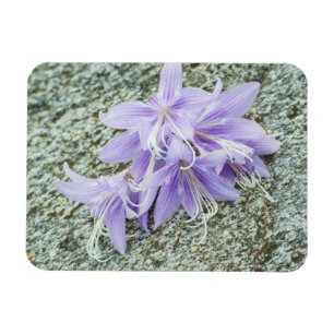 blommor av lavender hosta i fullt-blomman magnet