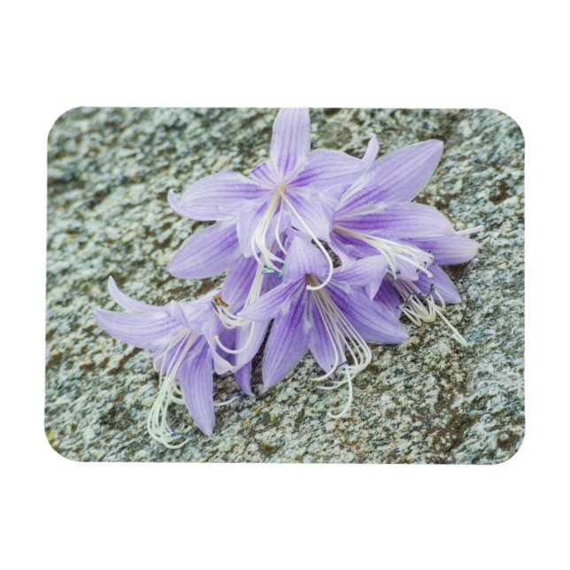 blommor av lavender hosta i fullt-blomman  magnet (Horisontell)